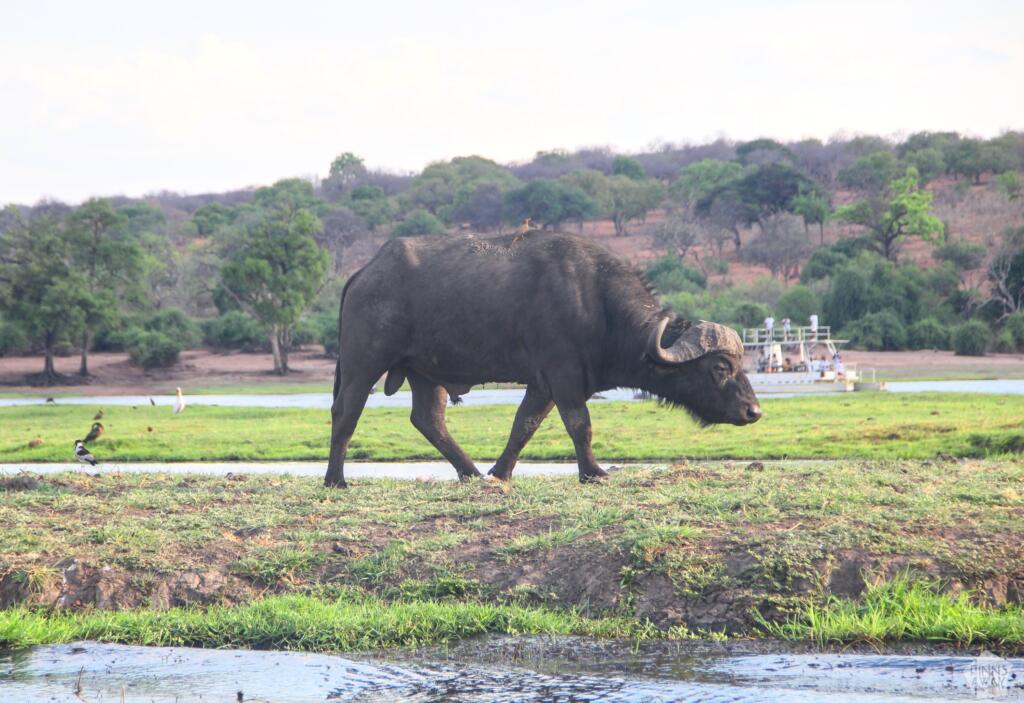 Puhveli | Venesafari Chobe-joella Botswanassa | InTravel