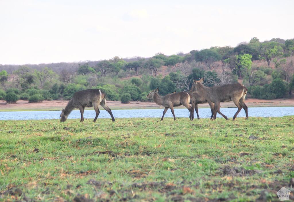 Antilooppeja saaressa Chobe-joella | Venesafari Chobe-joella Botswanassa | InTravel