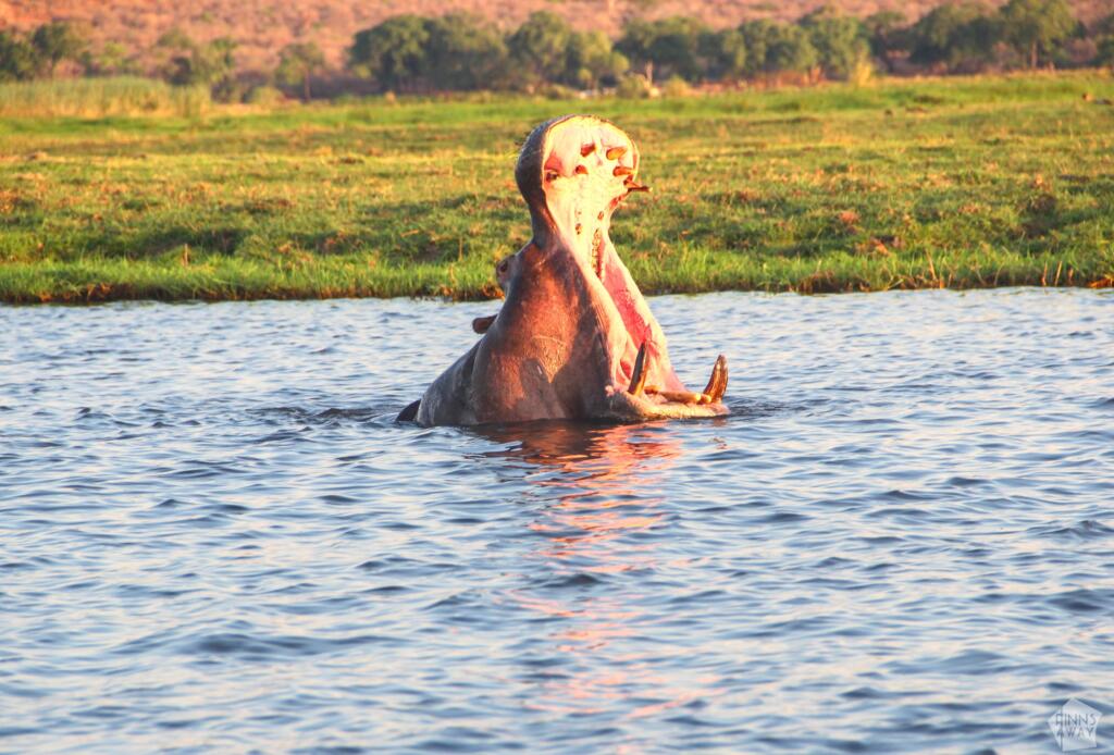 Virtahevon kita | Venesafari Chobe-joella Botswanassa | InTravel