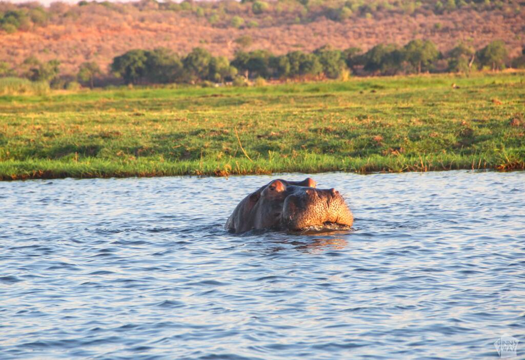Virtahevon turpa | Venesafari Chobe-joella Botswanassa | InTravel