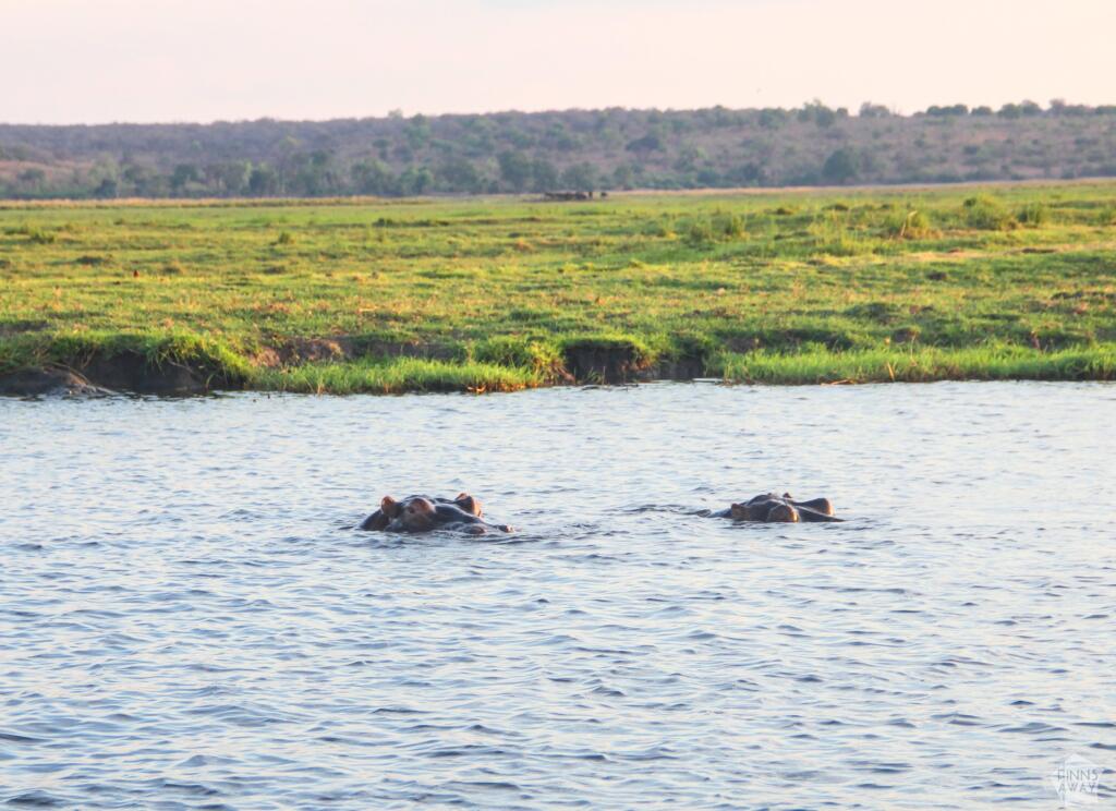 Virtahepoja joessa | Venesafari Chobe-joella Botswanassa | InTravel