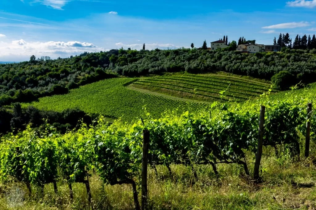 InTravel - Kesäkuu 2018 osa 1: Automatkailua, viinitilavierailu ja patikointia Italiassa Colle Sorripa viinitila Italian Toscanassa | InTravel