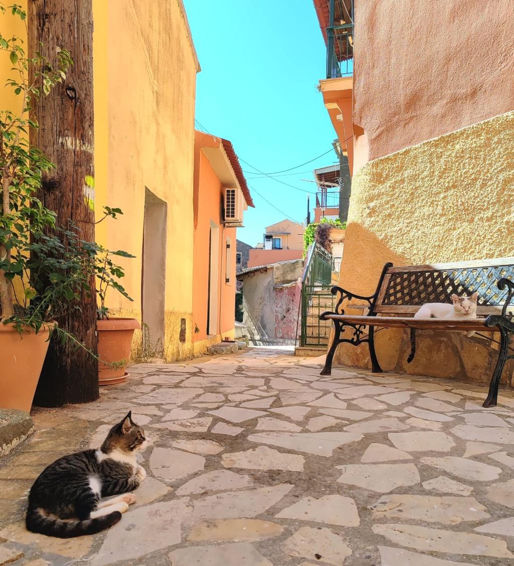 InTravel - Saaritunnelmaa Korfulla ja lemmikkivahtina Thessalonikissa Kreikassa Kissoja Lakonesin kylässä Korfulla | Autolla Euroopassa: Korfu ja Thessaloniki Kreikassa | InTravel