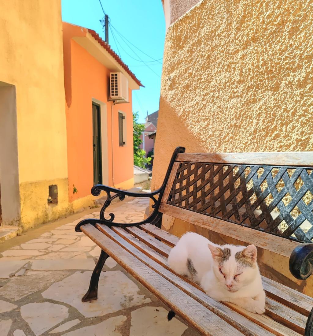 InTravel - Saaritunnelmaa Korfulla ja lemmikkivahtina Thessalonikissa Kreikassa Kissa penkillä Lakonesin kylässä Korfulla | Autolla Euroopassa: Korfu ja Thessaloniki Kreikassa | InTravel