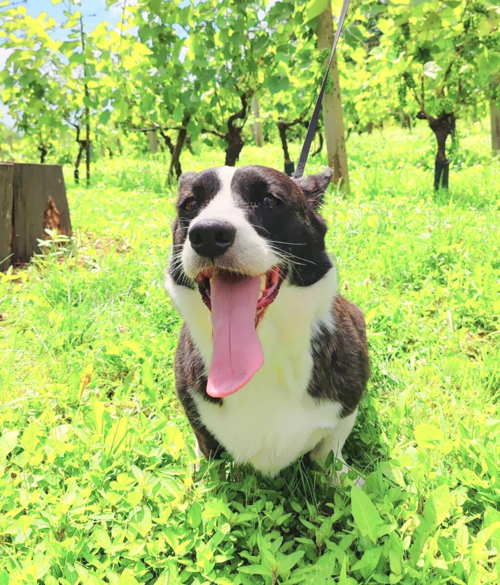 Corgi girl in a vineyard | Kroatia | InTravel blogi