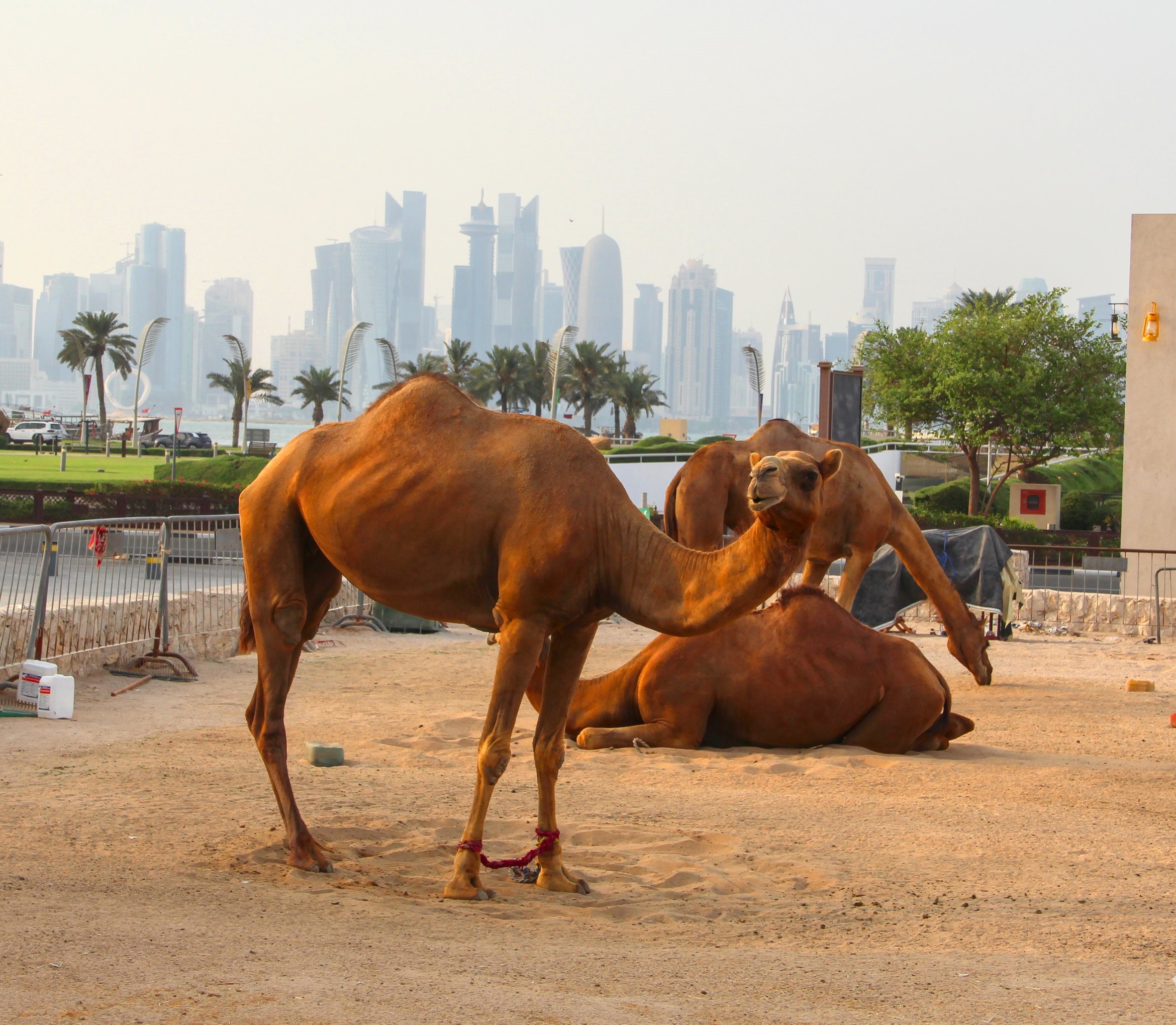 InTravel - Dohan stopoverin kautta Kenian Nairobiin Camels with Doha skyline in background | Dohan stopoverin kautta Nairobiin | InTravel blogi
