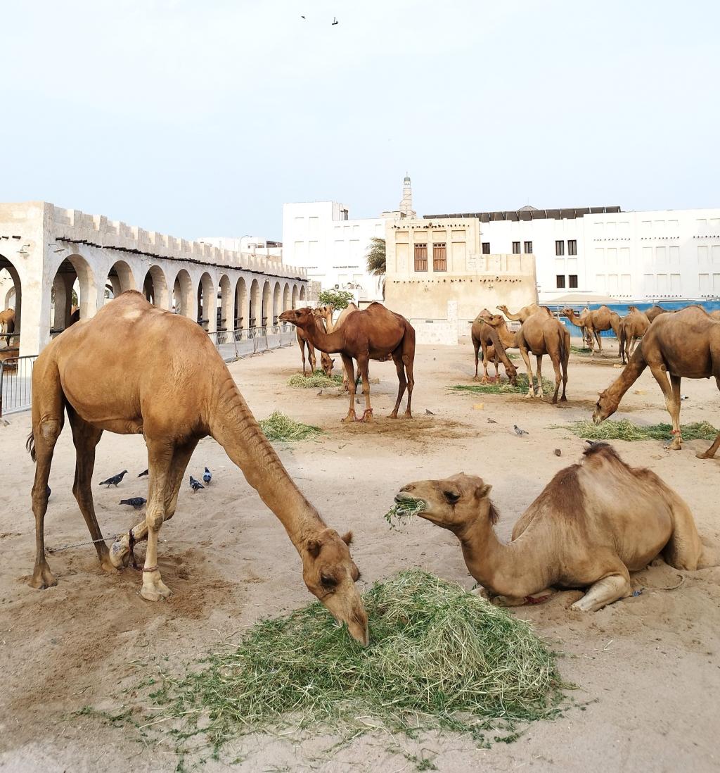 Camel Pen, Souq Waqif, Doha, Qatar | Dohan stopoverin kautta Nairobiin | InTravel blogi