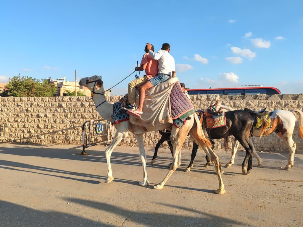 Kameli ja hevosia Gizassa | Giza ja Kairo, Egypti | InTravel