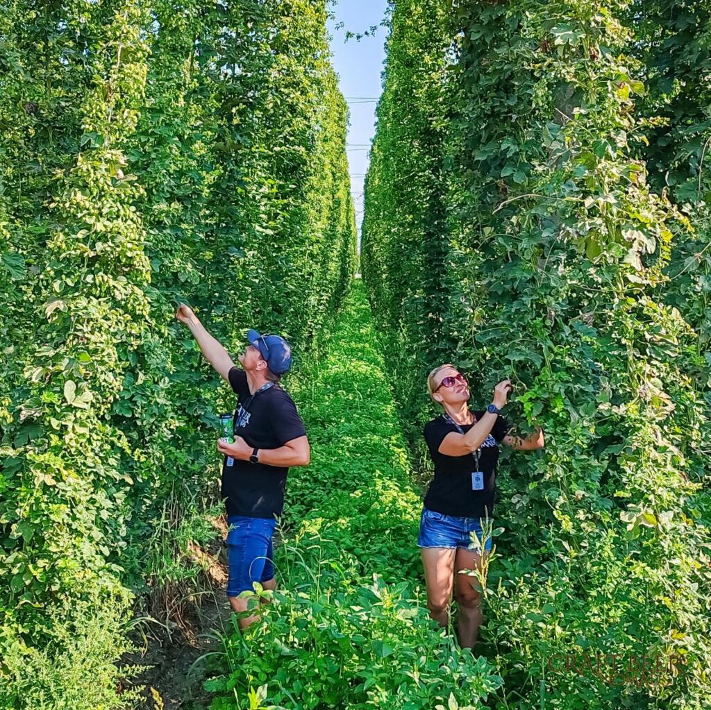 Hop Harvest Slovenia Craft Beer Nomads