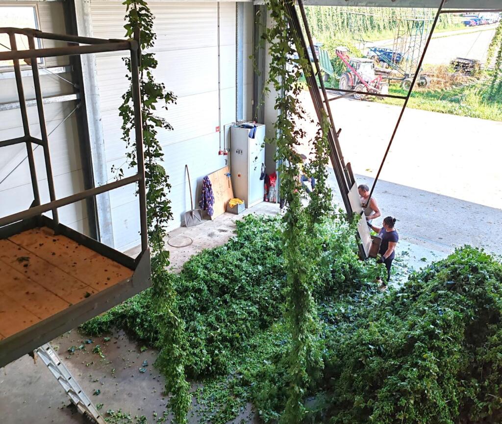 Hop Harvest Slovenia Craft Beer Nomads