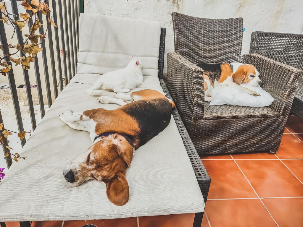 Beaglejen ja kissojen vahtina Espanjassa | InTravel