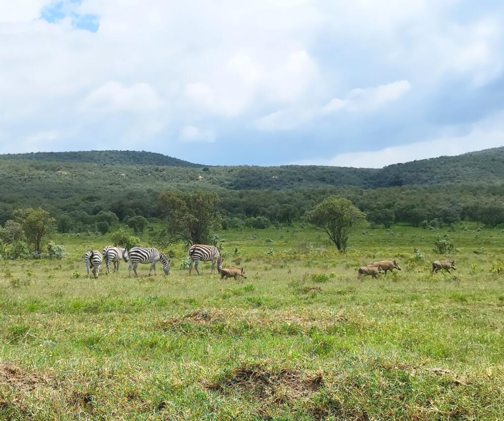 Seeproja ja pahkasikoja pyöräilyreitin vieressä | Hells Gate National Park | Naivasha, Kenia | InTravel
