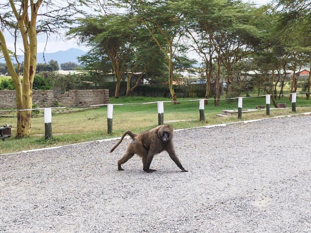 Paviaani kansallispuiston portilla | Hells Gate National Park | Naivasha, Kenia | InTravel