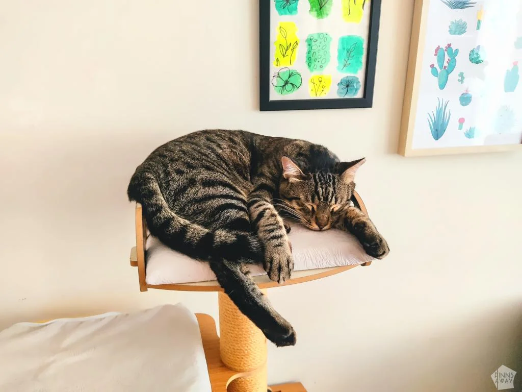 Hoitokissamme Puma | housesitting | Istanbul, Turkki | InTravel blogi
