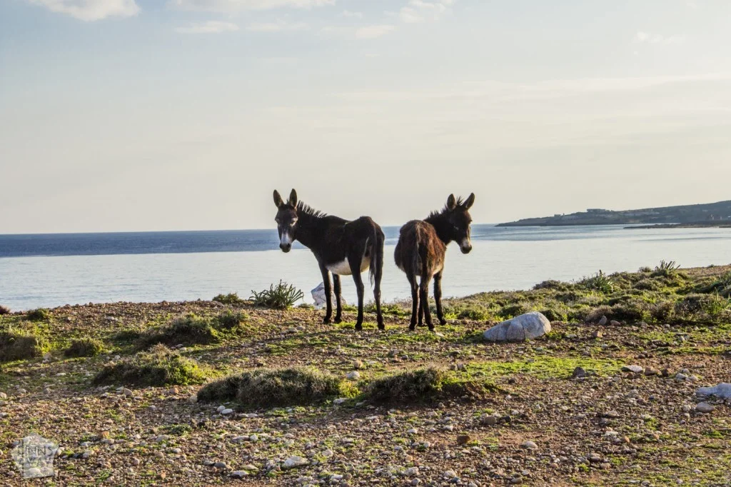 Villiaaseja | Karpasian niemimaa, Pohjois-Kypros | Kypros | InTravel