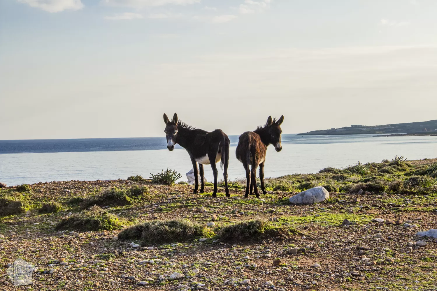 InTravel - Helmikuu 2019: Karpasian niemimaa Pohjois-Kyproksella Villiaaseja | Karpasian niemimaa, Pohjois-Kypros | Kypros | InTravel