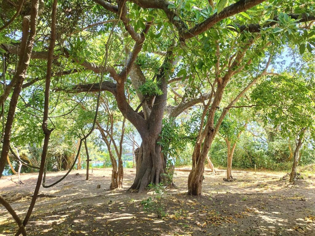 InTravel - Kilifi Kenian rannikolla ja Afrikka-yhteenveto Puustoa Mnaranin raunioila | Kilifi on rento biitsikohde Kenian rannikolla | InTravel
