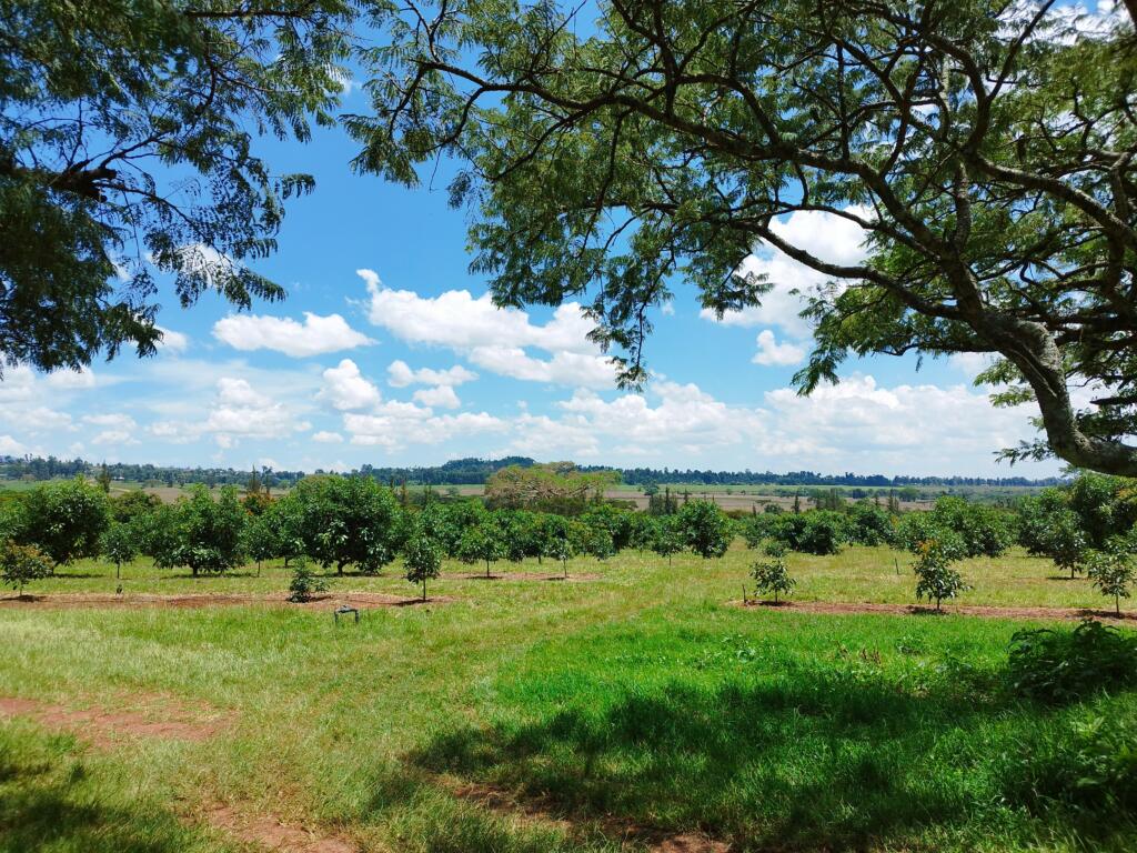 Kahvifarmilla Kitalessa | Matkamuistoja Ugandasta ja Ruandasta | InTravel blogi