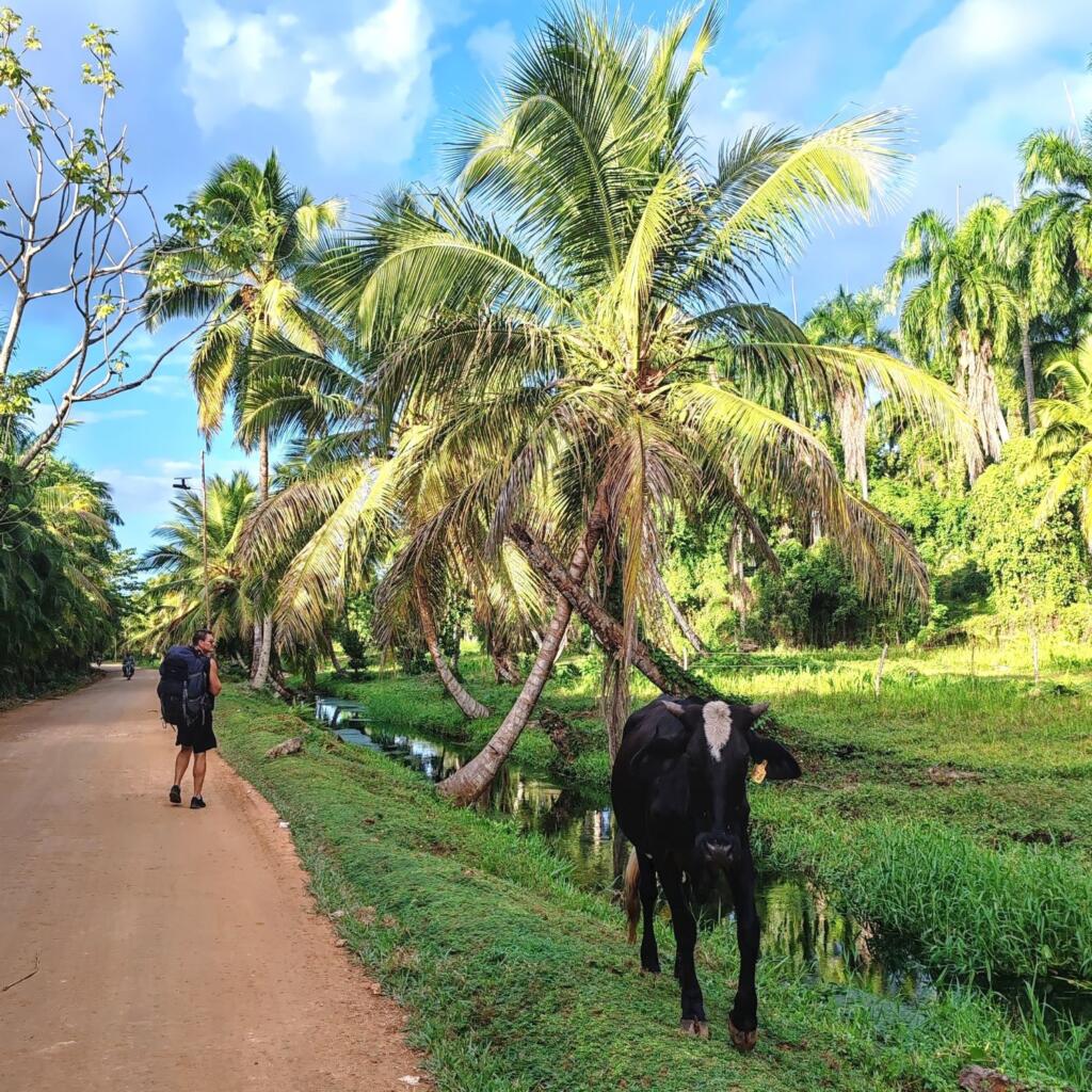 InTravel - Dominikaaninen tasavalta; Boca Chica, Las Terrenas ja Samana Dirt road, palm trees and a small cow in Las Terrenas | Dominikaaninen tasavalta; Boca Chica ja Samanan niemimaa | InTravel blogi