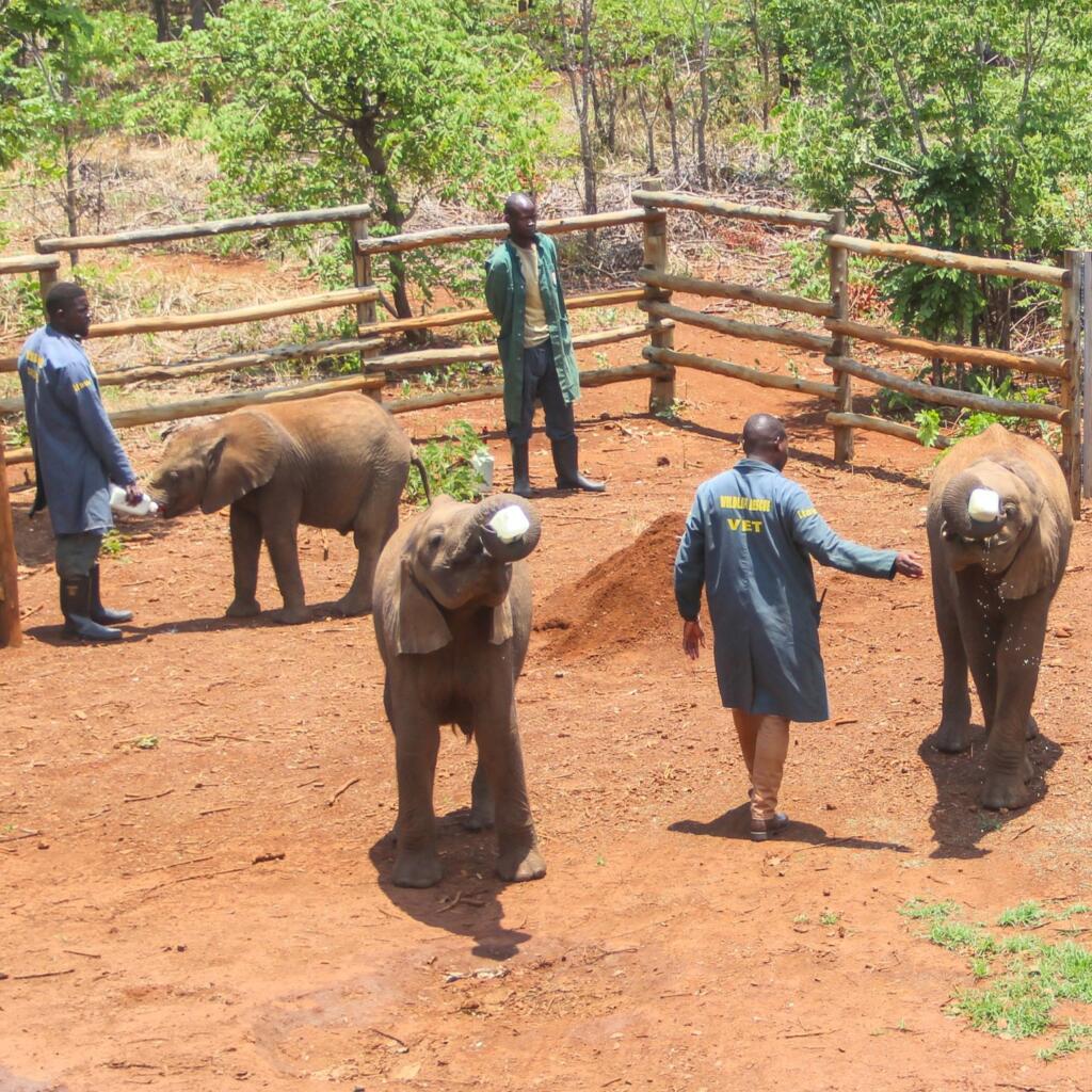 InTravel - Vuosikooste 2023 – seikkailuja Euroopassa ja Itä-Afrikassa Lusaka Elephant Orphanage Zambia - FinnsAway