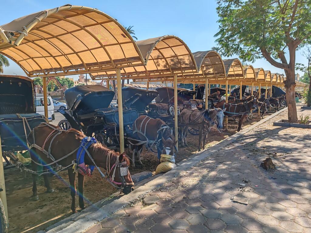 Hevosten lepohetki | Luxor, Egypti | InTravel