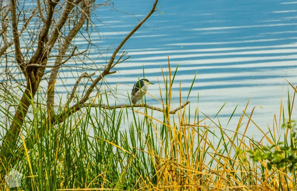 Lake Chapala järvi, Meksiko | InTravel blogi