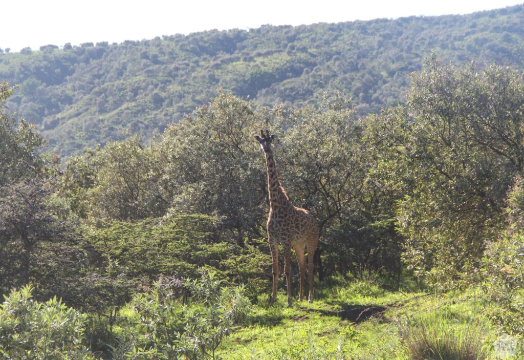Kirahvi patikkapolun vieressä | Mount Longonot National Park | Naivasha, Kenia | InTravel