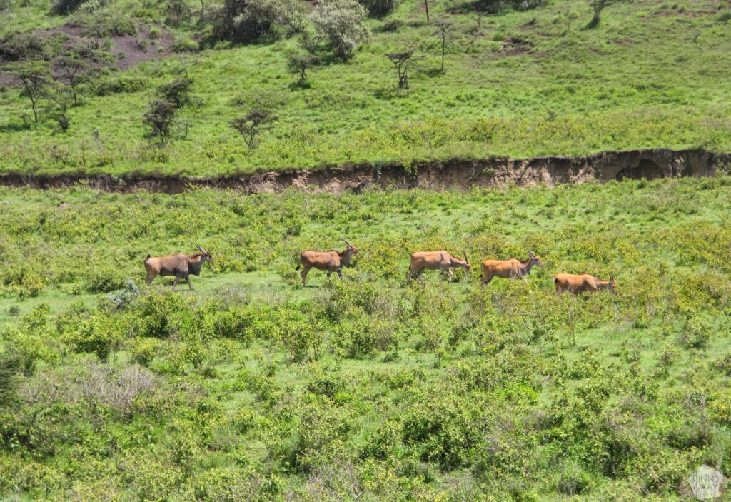 HIrviantilooppeja patikkapolun vieressä | Mount Longonot National Park | Naivasha, Kenia | InTravel