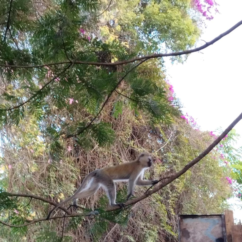 Monkey in a tree in Nairobi | Dohan stopoverin kautta Nairobiin | InTravel blogi