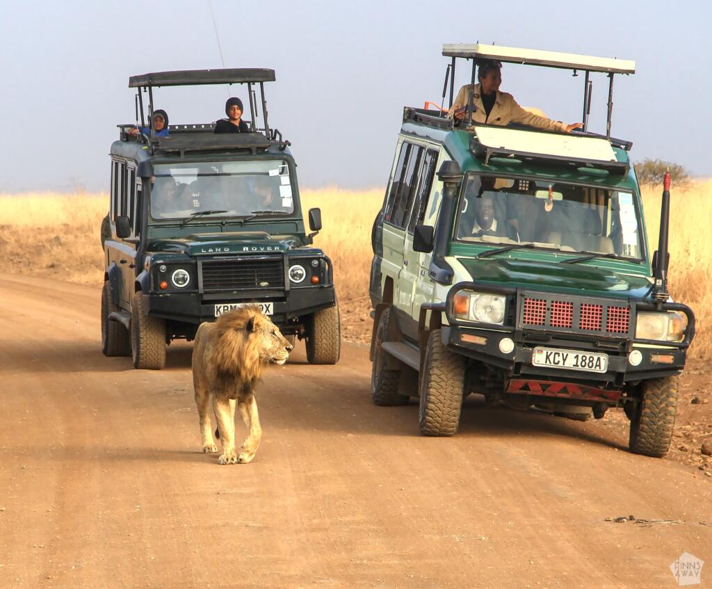 Leijona ja safariautoja | Nairobin kansallispuisto | InTravel