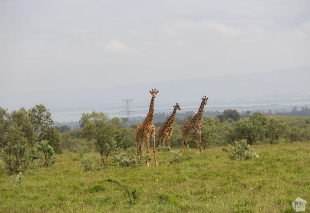 Kirahveja polkupyöräsafarilla nähtynä | Hells Gate National Park | Naivasha, Kenia | InTravel