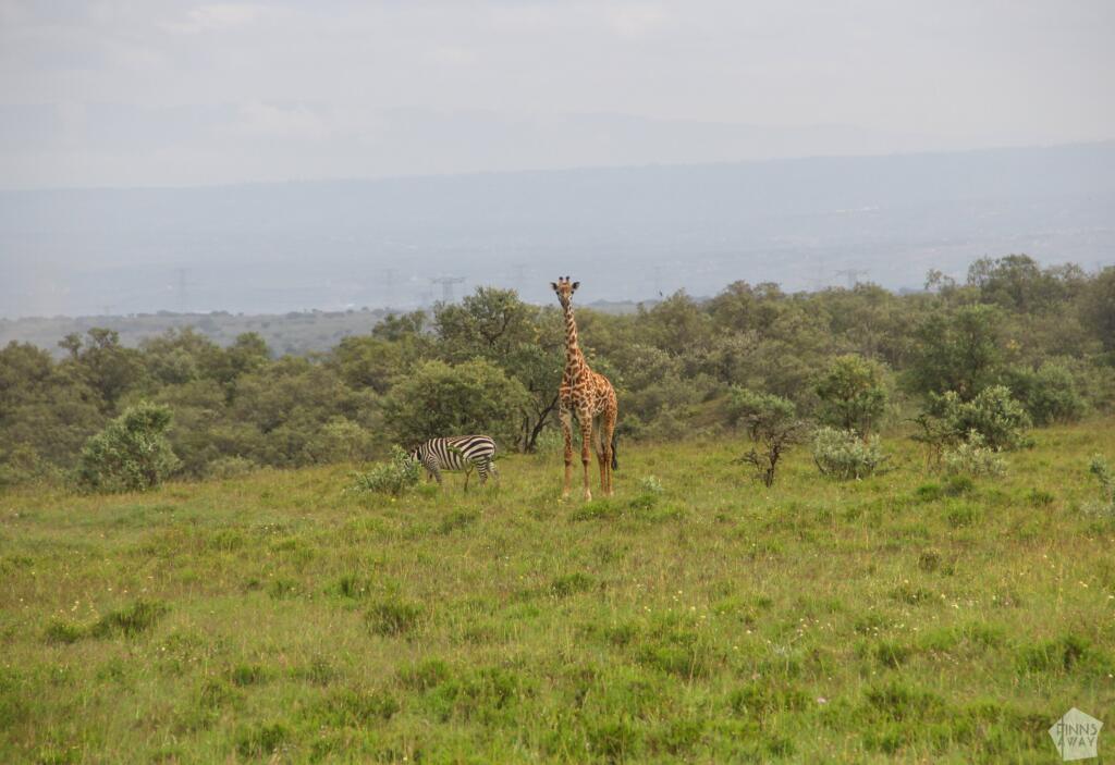 Kirahvi ja seepra polkupyöräsafarin varrella | Hells Gate National Park | Naivasha, Kenia | InTravel