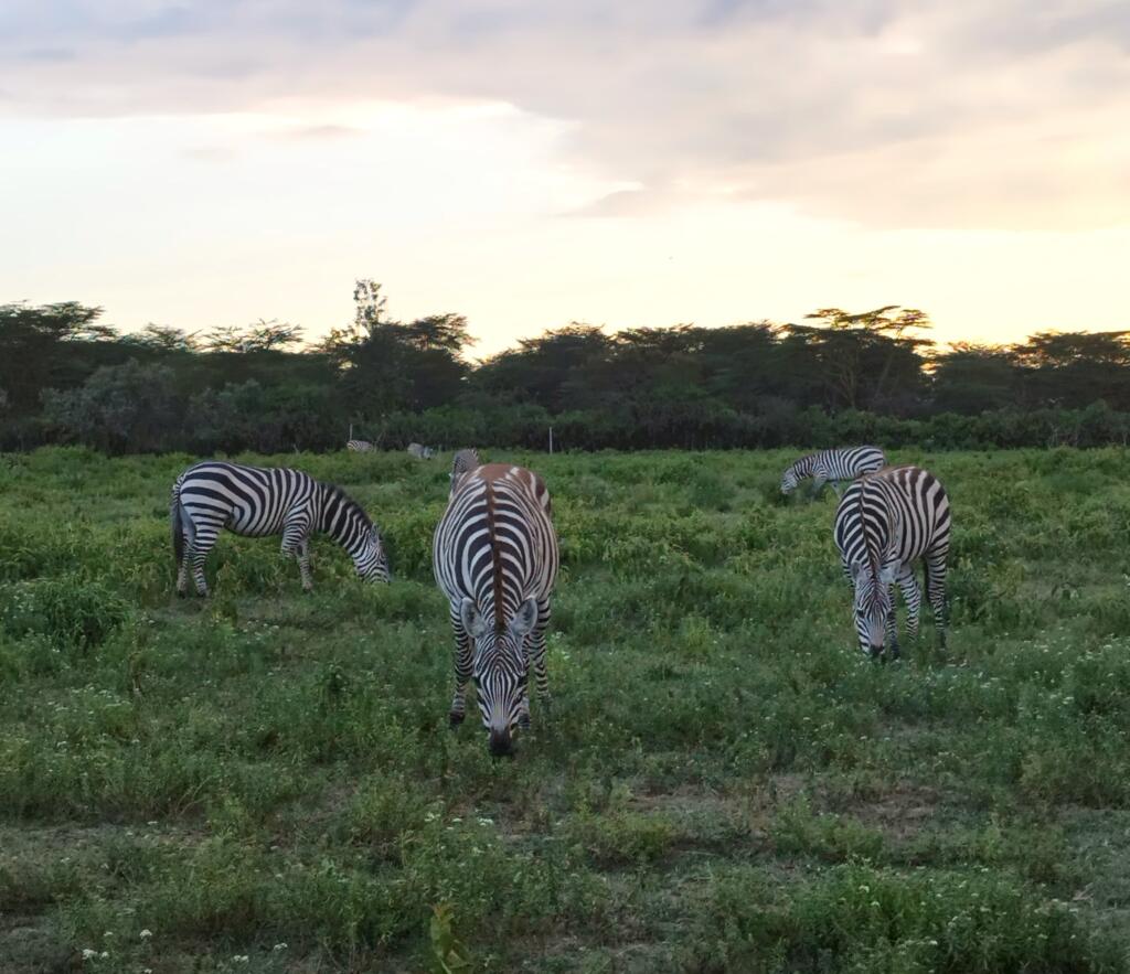 Seeproja järven rannassa | Naivasha-järvi, Kenia | InTravel