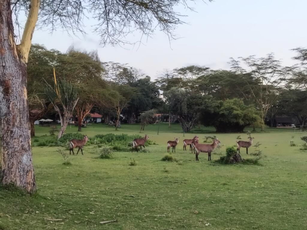 Antilooppeja Lake Naivasha Country Clubilla | Naivasha-järvi, Kenia | InTravel