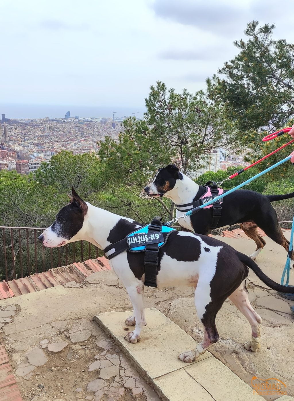 InTravel - Nomad Housitters in Barcelona 0010