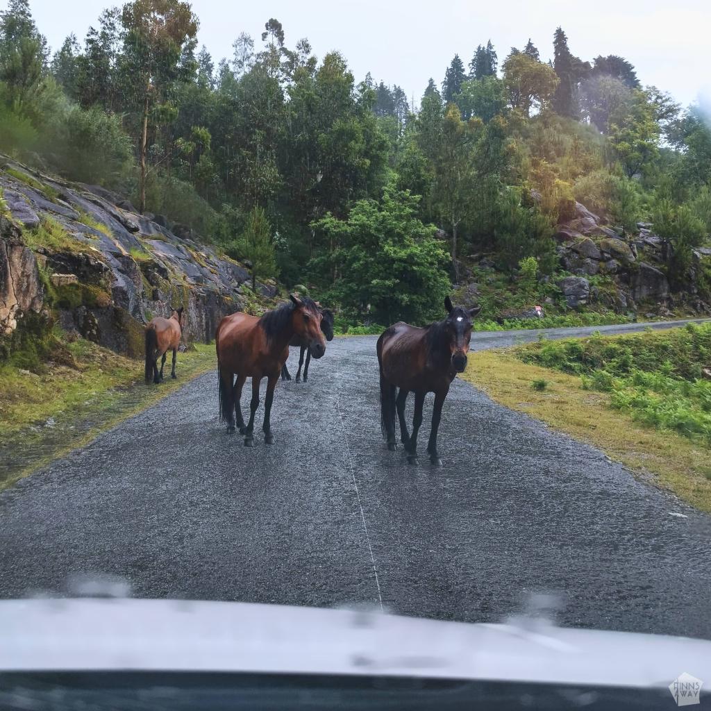 Horses on the road in Peneda-Geres National Park | Road trip Portugalissa osa 2: Pohjois-Portugali | InTravel