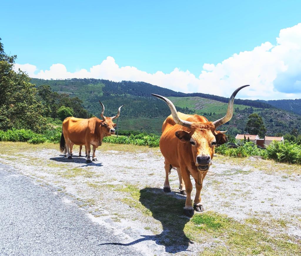 InTravel - Vuosikooste 2023 – seikkailuja Euroopassa ja Itä-Afrikassa Cows in Peneda-Geres National Park | Road trip Portugalissa osa 2: Pohjois-Portugali | InTravel