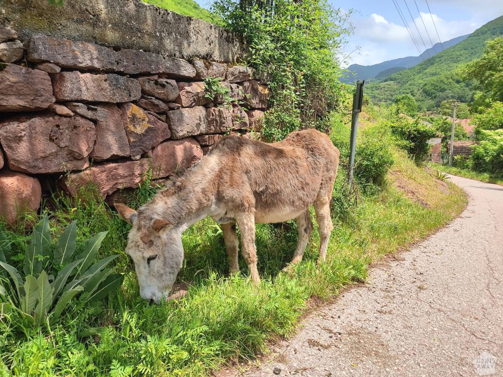 InTravel - Pitkin poikin Serbiaa Belgradista Stara Planinaan Aasi Topli Dossa Stara Planinan kansallispuistossa | Serbia | InTravel