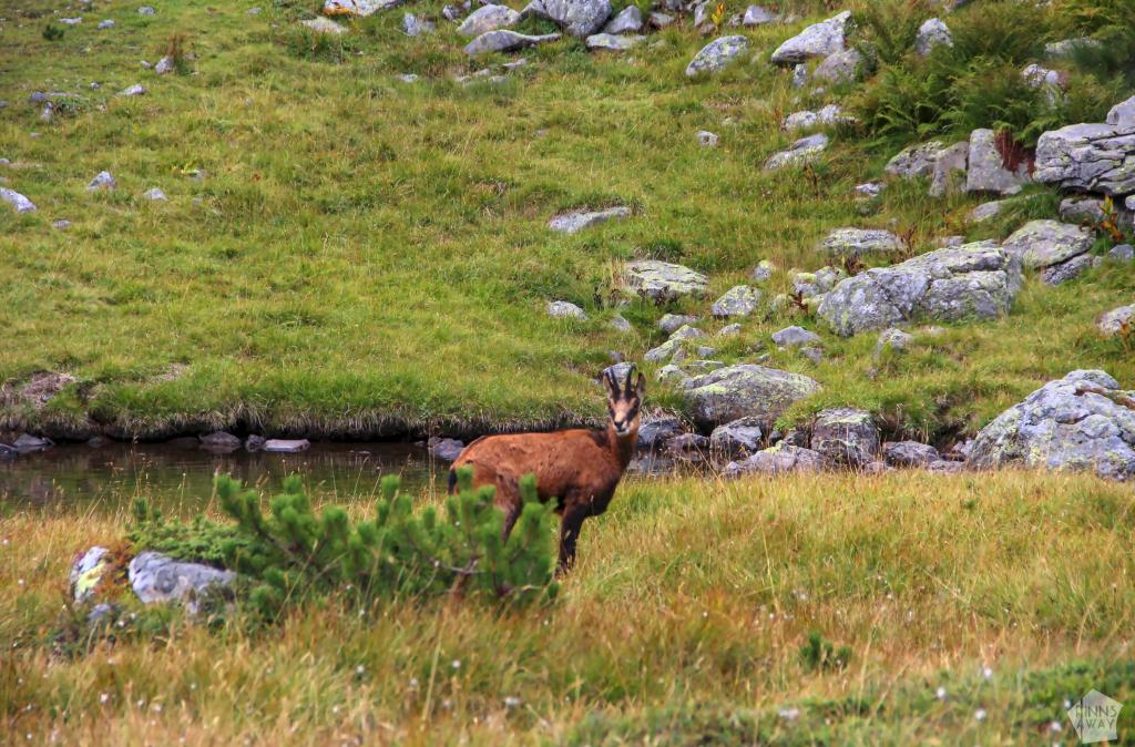 Vuorikauris | Vaellus Bulgarian Rila-vuorilla ja Rilan luostari | InTravel blogi