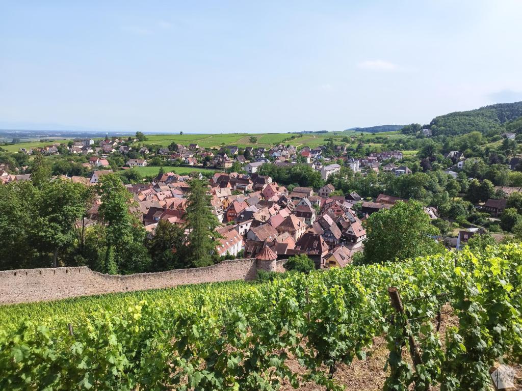 InTravel - Dijonin kautta Alsaceen ja halki Saksan kohti pohjoista Vineyard and old village in Alsace, France | Road trip halki Saksan ja Ranskan | InTravel