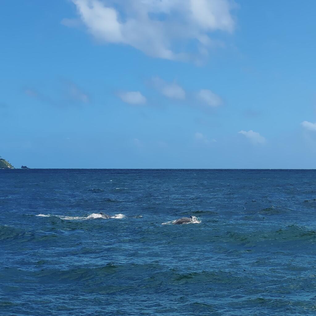 InTravel - Dominikaaninen tasavalta; Boca Chica, Las Terrenas ja Samana Valasretkellä Samanassa | Dominikaaninen tasavalta; Boca Chica ja Samanan niemimaa | InTravel blogi