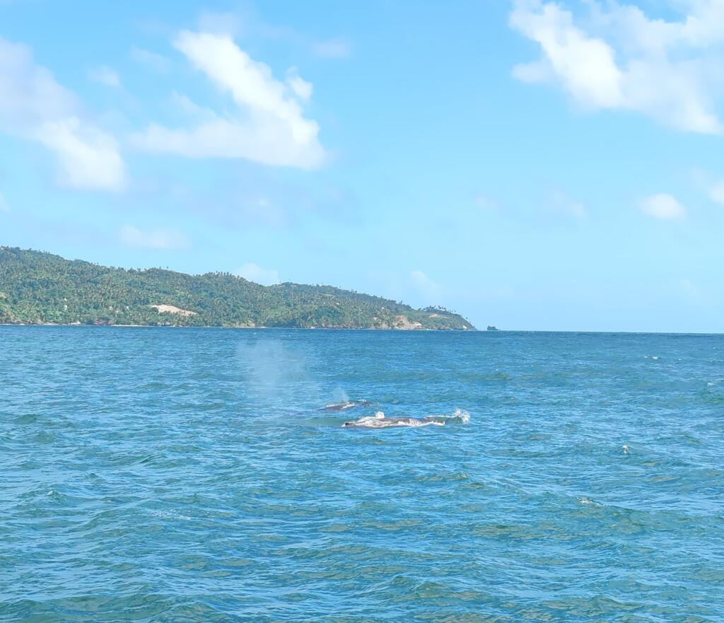 InTravel - Dominikaaninen tasavalta; Boca Chica, Las Terrenas ja Samana Valasretkellä Samanassa | Dominikaaninen tasavalta; Boca Chica ja Samanan niemimaa | InTravel blogi