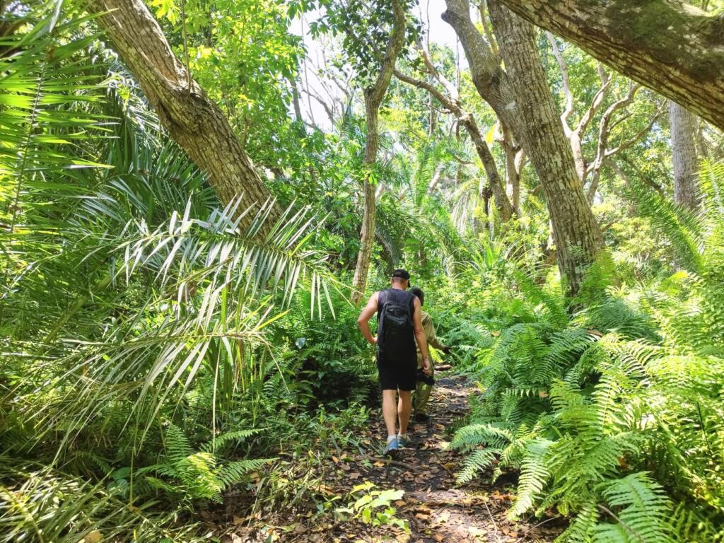 Jozani Forest | Sansibar ja Dar es Salaam, Tansania | InTravel