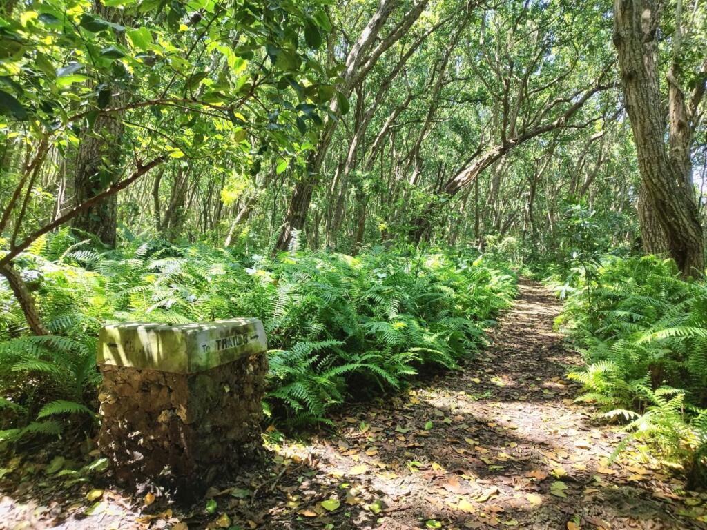 Jozani Forest | Sansibar ja Dar es Salaam, Tansania | InTravel