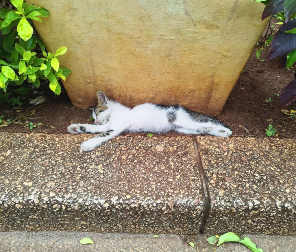 Street kitten in Stone Town | Sansibar ja Dar es Salaam, Tansania | InTravel