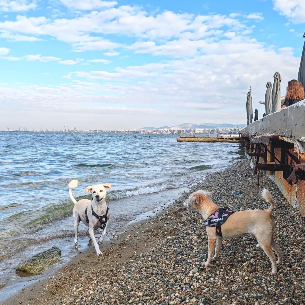 InTravel - Saaritunnelmaa Korfulla ja lemmikkivahtina Thessalonikissa Kreikassa Koirat uimassa | Autolla Euroopassa: Korfu ja Thessaloniki Kreikassa | InTravel