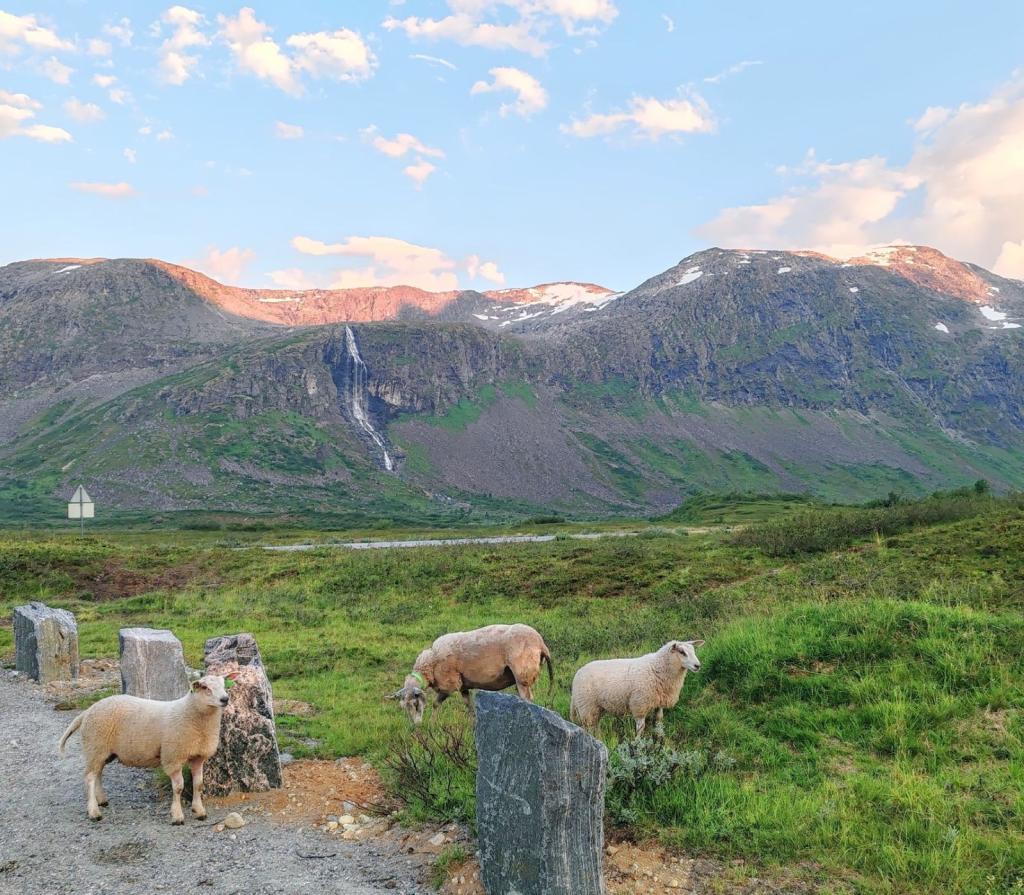 Lampaita ja vuoristomaisemaa | Norja | Autolla Euroopassa: Ranskasta Suomeen Norjan kautta | InTravel
