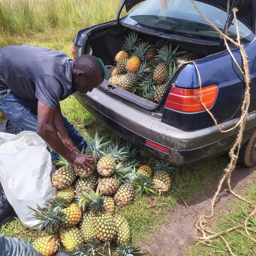 Ananaksia peräkonttiin, Uganda | Matkamuistoja Ugandasta ja Ruandasta | InTravel blogi