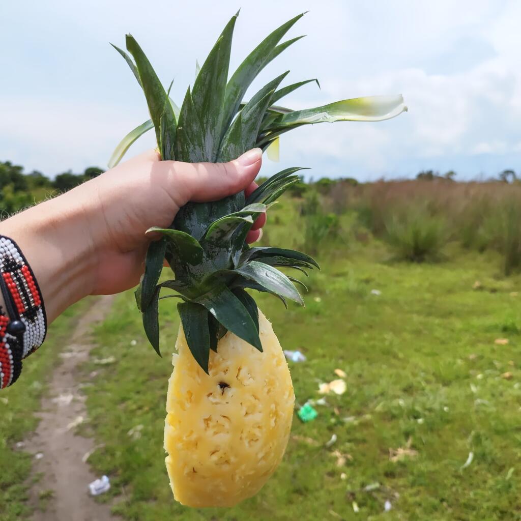 Tuore ananas suoraan viljelmältä, Uganda | Matkamuistoja Ugandasta ja Ruandasta | InTravel blogi