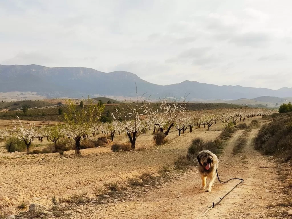InTravel - Hurmaava Frigiliana, suosittu Nerja ja paluu Velez-Rubioon Koiralenkillä Velez-Rubiossa | Andalusia, Espanja